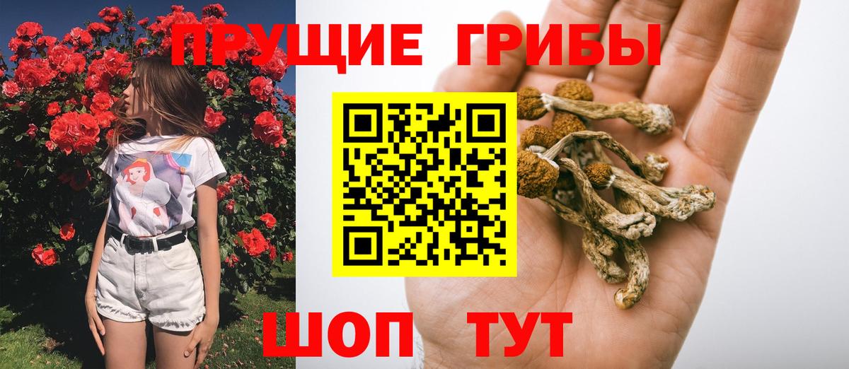 дарнет шоп  Вход с VPN  Сочи  Галлюциногенные грибы Psilocybe 